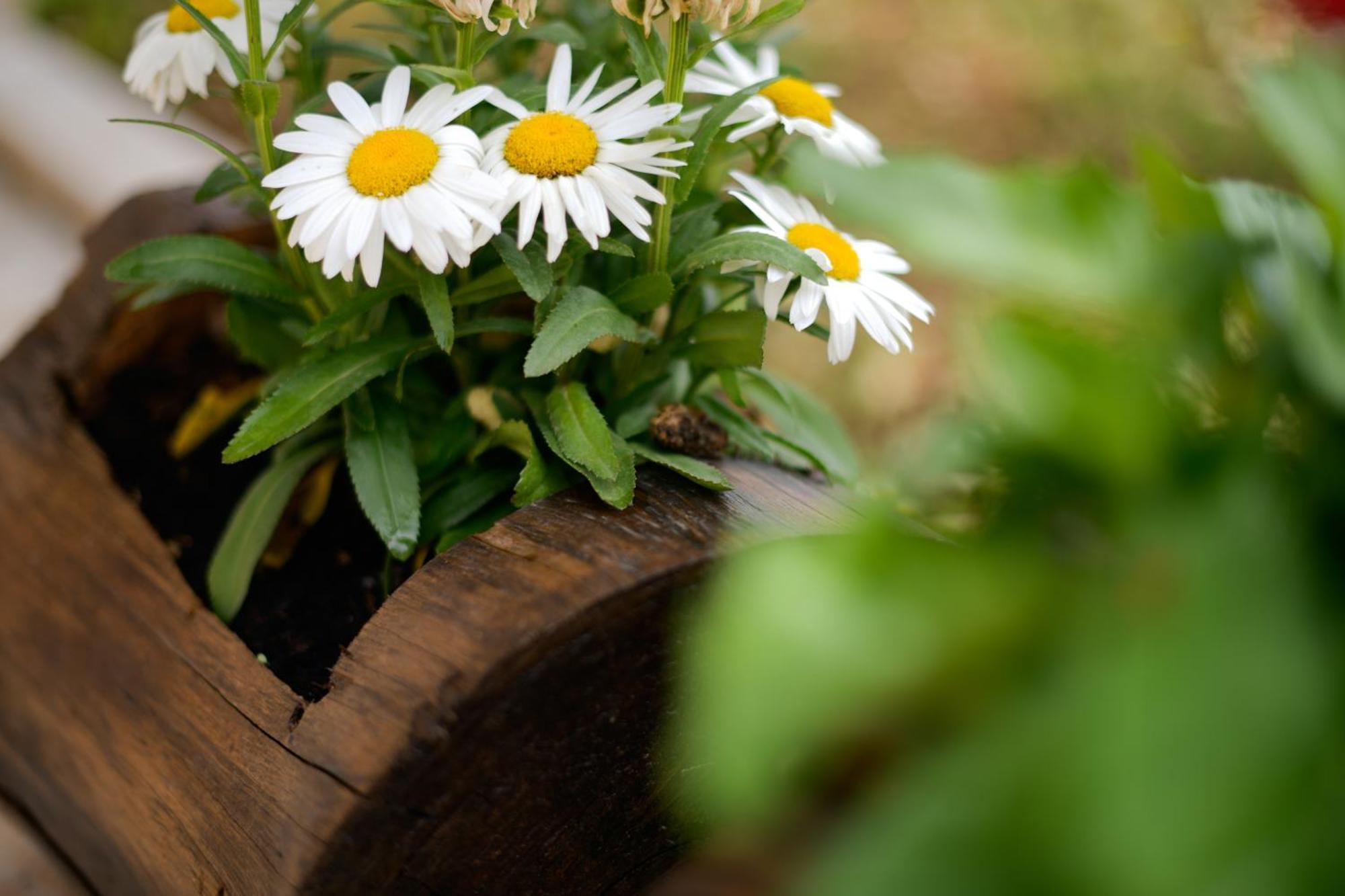 Farm stay La Volpe E L'uva Dimore